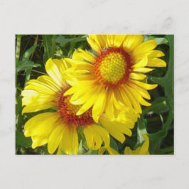F6 Gult Wildblommor Gaillardia Vykort
