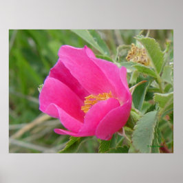 F7 Vild Ro Bright Rosa Blossum Poster