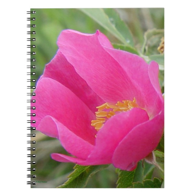 F7 Vild Rosa Ljus Rosa Blomning Anteckningsbok (Framsidan)