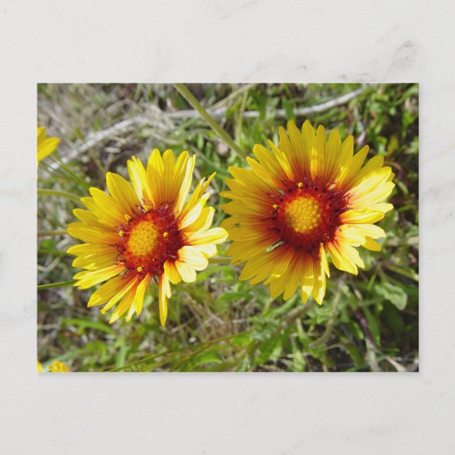 F8 Gul Vild Blomma Gaillardia Vykort (Framsida)