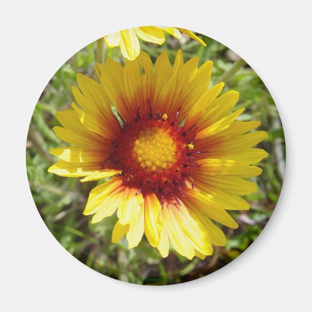 F8 Gul Vildblomma Gaillardia Magnet (Framsidan)