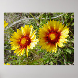 F8 Gul Vildblomma Gaillardia Poster