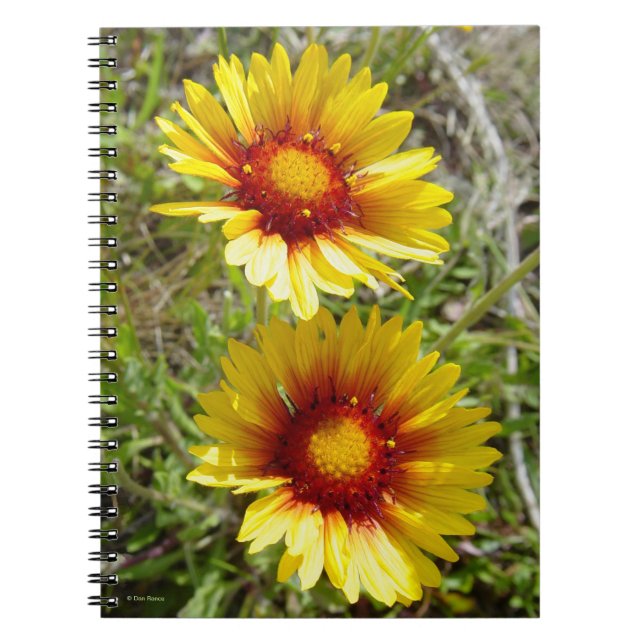 F8 Gula vildblommor Gaillardia Anteckningsbok (Framsidan)