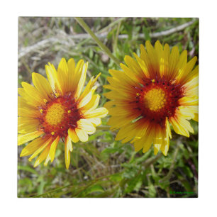 F8 Gula Vildblommor Gaillardia Kakelplatta
