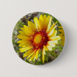 F8 gula vildblommor Gaillardia Knapp