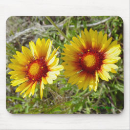 F8 gula vildblommor Gaillardia Musmatta