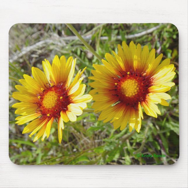 F8 gula vildblommor Gaillardia Musmatta (Framsidan)