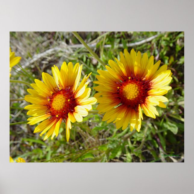 F8 Gult Wildblomgaillardia Poster (Framsidan)