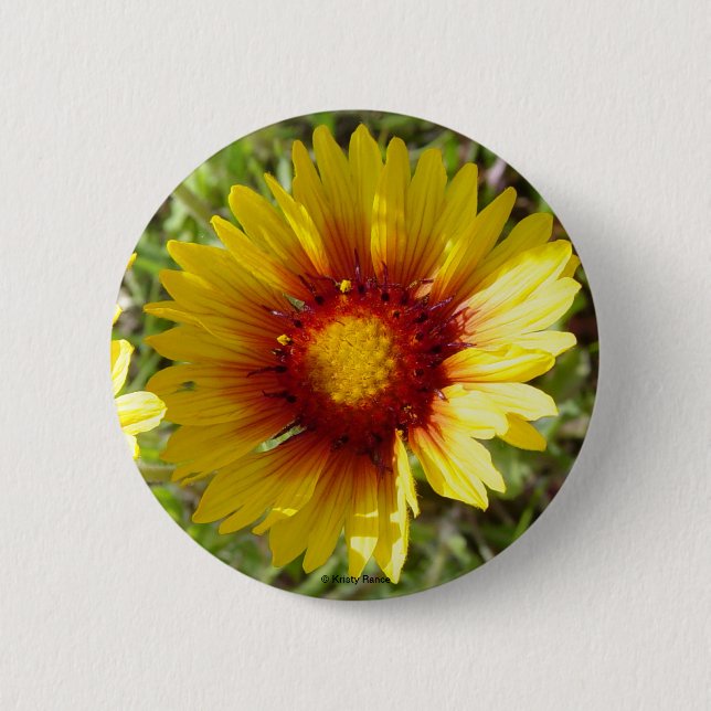 F8 Gult Wildblommor Gaillardia Knapp (Framsida)