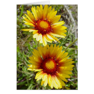 F8t gula vildblommor Gaillardia Hälsningskort
