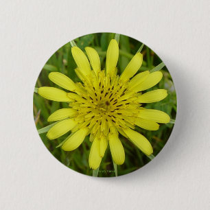 F9 Gul vildblomma Getingblomster Tragopogon dubius Knapp