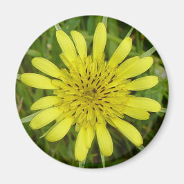 F9 Gul vildblomma Getingblomster Tragopogon dubius Magnet