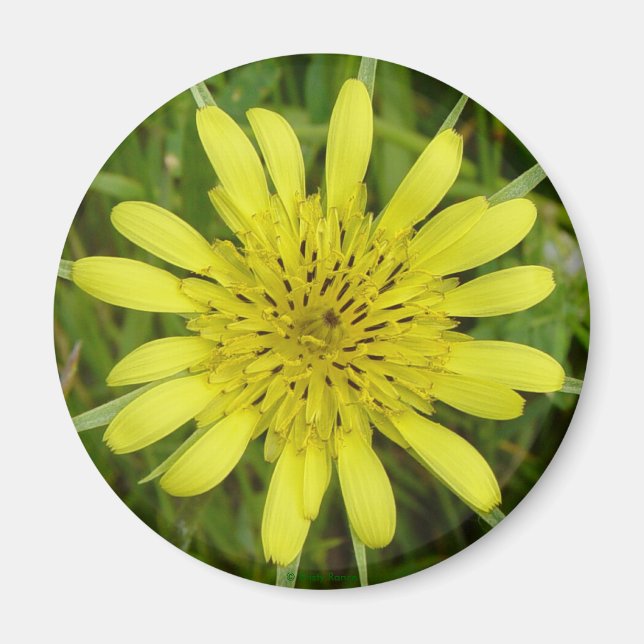 F9 Gul vildblomma Getingblomster Tragopogon dubius Magnet (Framsidan)