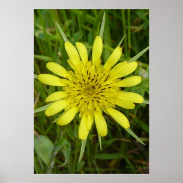 F9 Gul Vildblomma Getskägg Poster