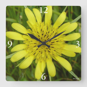 F9 Gult Vildblommor (bondskägg) Tragopogon dubius Fyrkantig Klocka