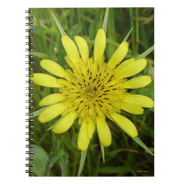 F9 Gult Wildblommor Goats-Beard Tragopogon dubius Anteckningsbok (Framsidan)