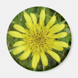 F9 Gult Wildblommor Goats-Beard Tragopogon dubius Magnet