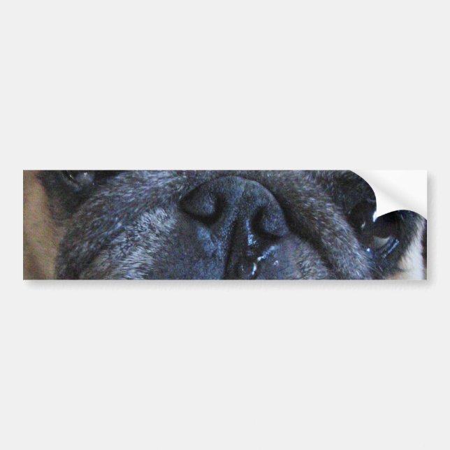 Få god tillgång snart till Synon Pug Hund Bildekal (Framsidan)