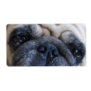 Få god tillgång snart till Synon Pug Hund Fraktsedel