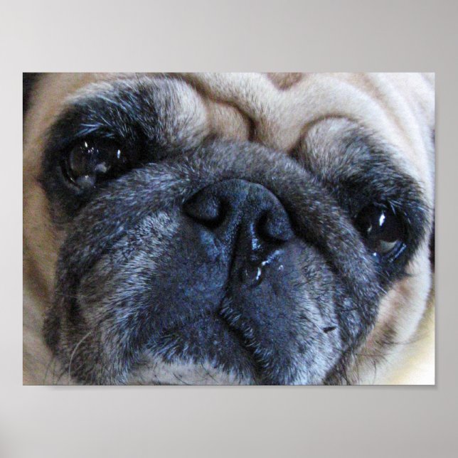 Få god tillgång snart till Synon Pug Hund Poster (Framsidan)