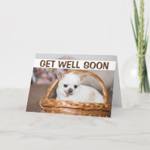 Få snart söt hund chihuahua i basket