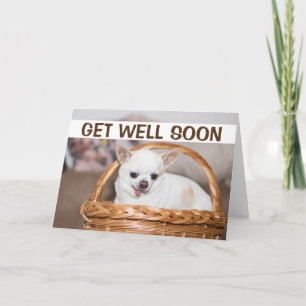 Få snart söt hund chihuahua i basket kort