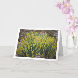 Fabale Växt, Anthyllis Cytisoides Kort