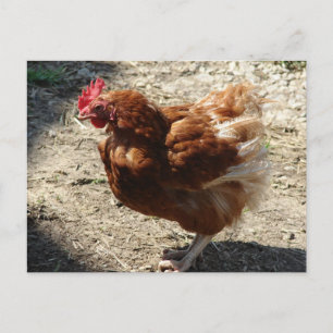 Fabtory Farm Hen Vykort