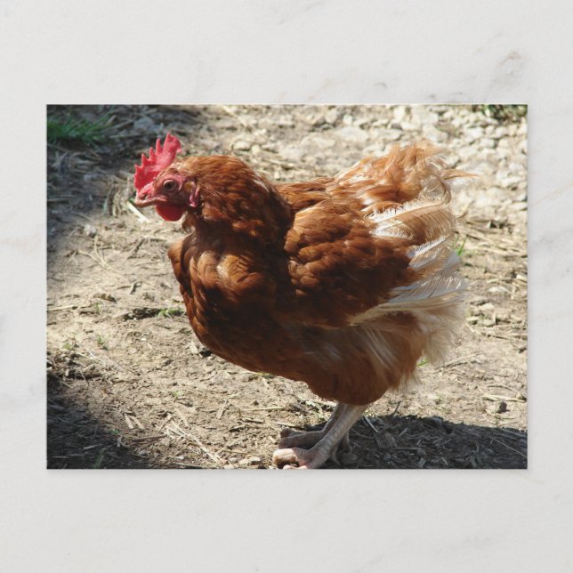 Fabtory Farm Hen Vykort (Framsida)