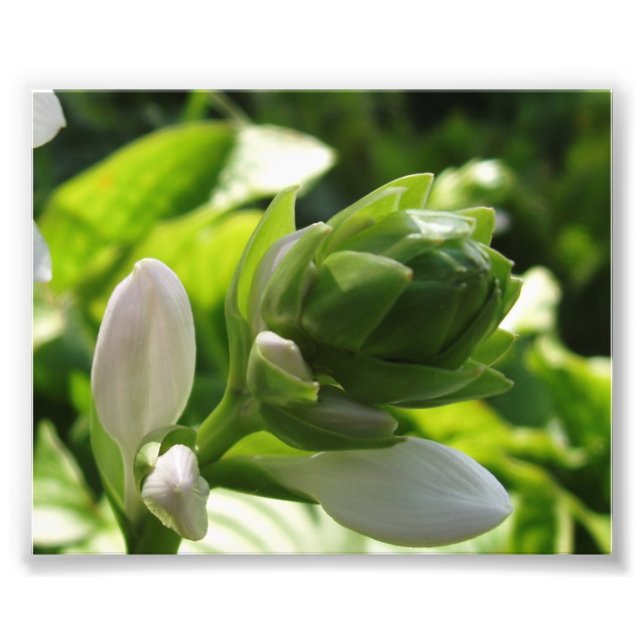 Fabulous Hosta Fototryck (Framsidan)