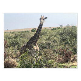 Face to Face – Afrikansk Giraff Fotoutskrift Fototryck