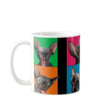 Facebuilding (Sphynx kattunge)