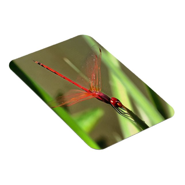 Fackelfilter Dragonfly Akrylmålning Magnet (Högersidan)