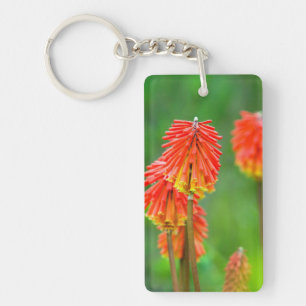 Fackellilja (Kniphofia Uvaria), Västra Kapprovinse