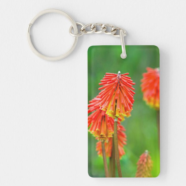 Fackellilja (Kniphofia Uvaria), Västra Kapprovinse (Framsidan)