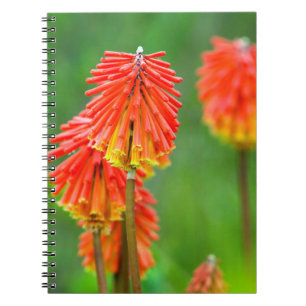 Fackellilja (Kniphofia Uvaria), Västra Kapprovinse Anteckningsbok Med Spiral