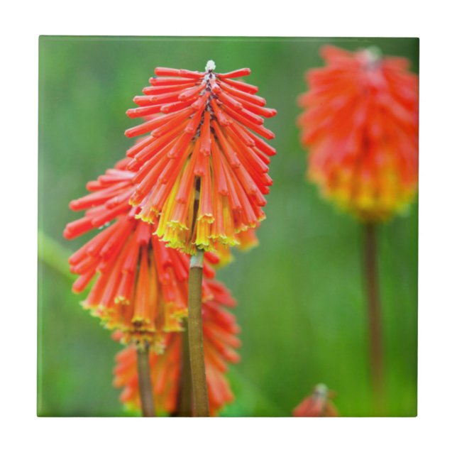 Fackellilja (Kniphofia Uvaria), Västra Kapprovinse Kakelplatta (Framsidan)