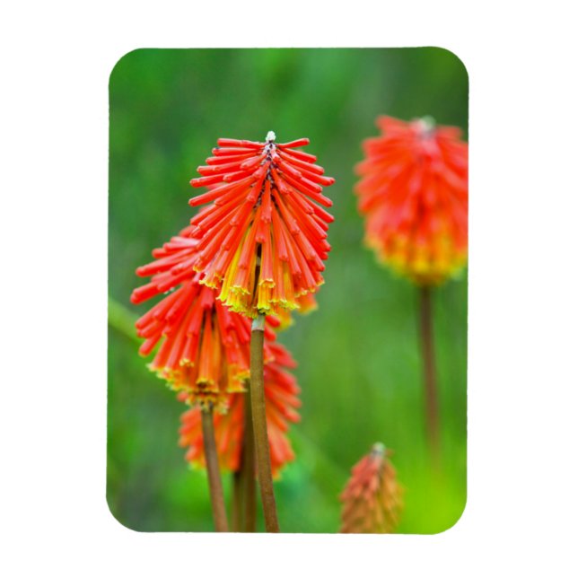 Fackellilja (Kniphofia Uvaria), Västra Kapprovinse Magnet (Vertikal)