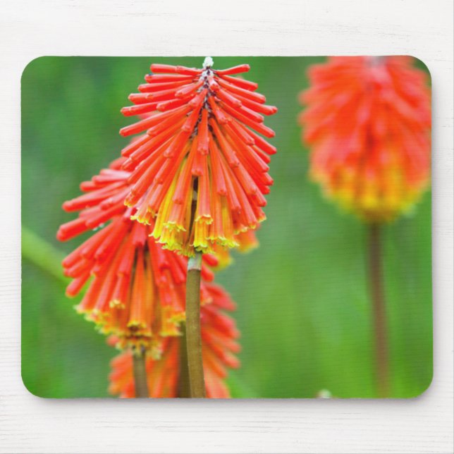 Fackellilja (Kniphofia Uvaria), Västra Kapprovinse Musmatta (Framsidan)