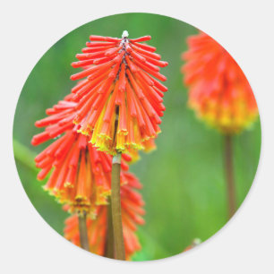 Fackellilja (Kniphofia Uvaria), Västra Kapprovinse Runt Klistermärke