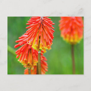 Fackellilja (Kniphofia Uvaria), Västra Kapprovinse Vykort