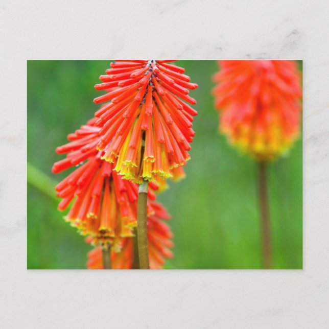 Fackellilja (Kniphofia Uvaria), Västra Kapprovinse Vykort (Framsida)