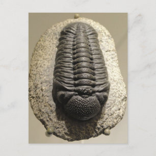 Fackfattrilobit, fossilt foto vykort