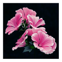 Facklig Elegant Rosa Mallow Ro Flowers