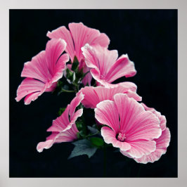 Facklig Elegant Rosa Mallow Ro Flowers Poster