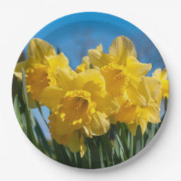 Facklig Gult Daffodils