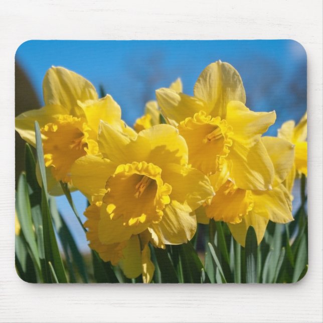 Facklig Gult Daffodils Musmatta (Framsidan)