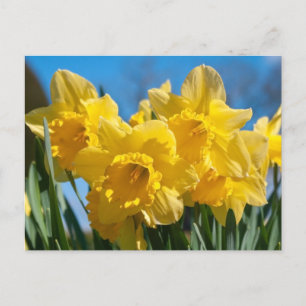 Facklig Gult Daffodils Vykort