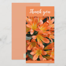 Facklig Orange Kaffir Lily Flowers
