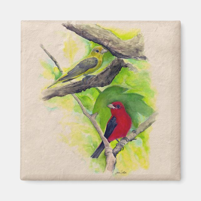 Fackmålning av vackert Scarlet Tanagers Birds Magnet (Framsidan)